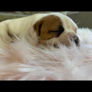 Meet your Posher, Justin